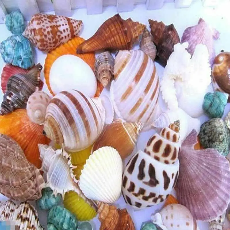 100g Karışık Okyanus Deniz kabukları Düğün Dekor Plaj Tema Parti, Deniz Kabukları Ev Dekorasyonu, balık Tankı Süslemeleri Görüntü 2