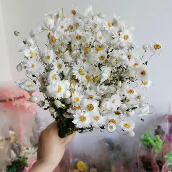 1-2. 5 cm/30g, Doğal Gerçek Kurutulmuş Rhodas çiçek Buketi, Ebedi Mini Papatya ekran güller düğün Ev Dekorasyon aksesuarları İçin
