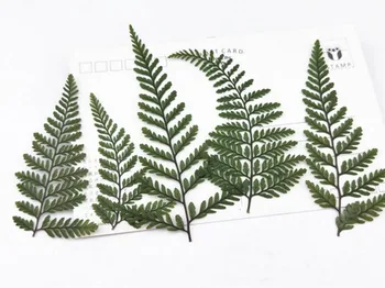100 adet Preslenmiş Kurutulmuş Dauallia Bullata Fern Yaprak Bitki Herbaryum Takı telefon kılıfı İmi Karalama Defteri Davetiye Kartı Yapımı