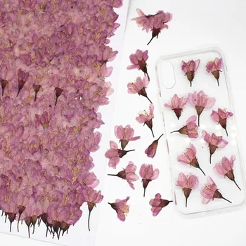 250 adet Preslenmiş Kurutulmuş Kiraz Sakura Çiçek Bitkiler Herbaryum Reçine Takı Yapımı İçin Kartpostal Çerçevesi telefon kılıfı Zanaat DIY