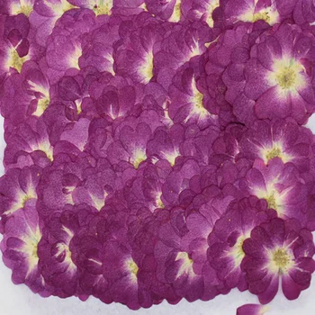 250X Preslenmiş Kurutulmuş Mor Çin Gül Çiçek Bitkiler Herbaryum Takı Imi Karalama Defteri telefon kılıfı Abajur Kartpostal DIY