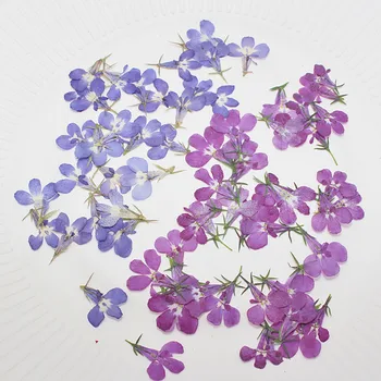 60 adet Preslenmiş Kurutulmuş Lobelia Erinus Çiçek Bitki Herbaryum Takı Kartpostal Davetiye Kartı telefon kılıfı İmi El Sanatları ve Sanat